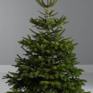 Sapin Naturel de noel 2m -2.5m |Nordmann|Christmas Tree