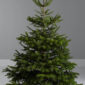 Sapin Naturel de noel 1.50m -1.750m |Nordmann|Christmas Tree