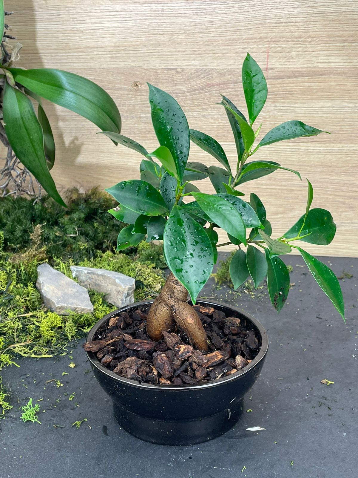 Bonsai In Black Pot Fleuriste à Casablanca Livraison De Fleurs