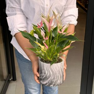 Anthurium en Pot Luxe