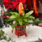 Guzmania noel