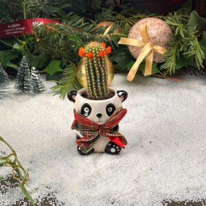 Le cactus panda