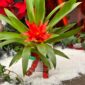 Guzmania noel